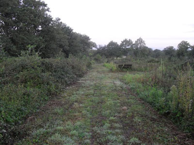 chasse entrainement aux lapins de garenne