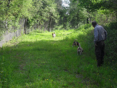 chasse entrainement aux lapins de garenne