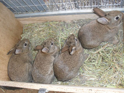 elevage de lapins de garenne